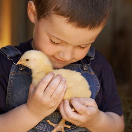 boy holding chick