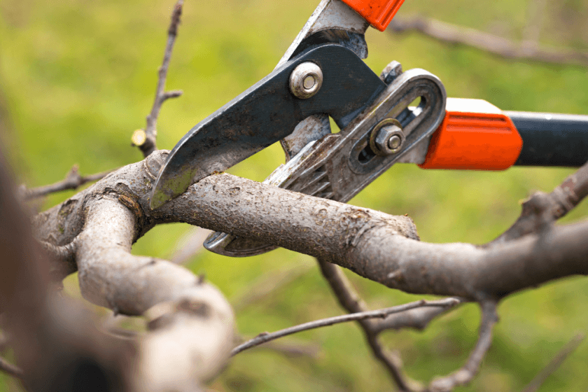 Trimming and Pruning: Best time to trim hedges, trees and bushes