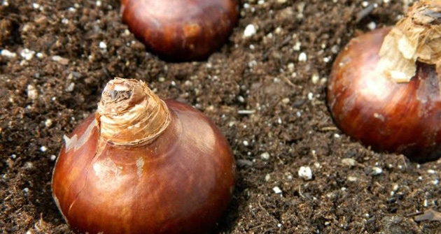 How I Prepped My Flower Bulbs for Spring