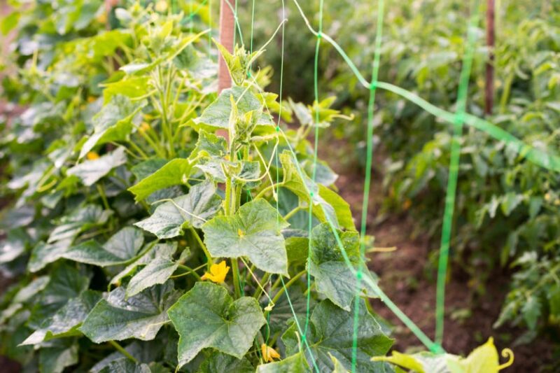 How to Build a DIY Trellis: Freestanding or Wall-Mounted