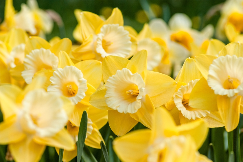 Plant Bulbs in Fall for Spring Gardens