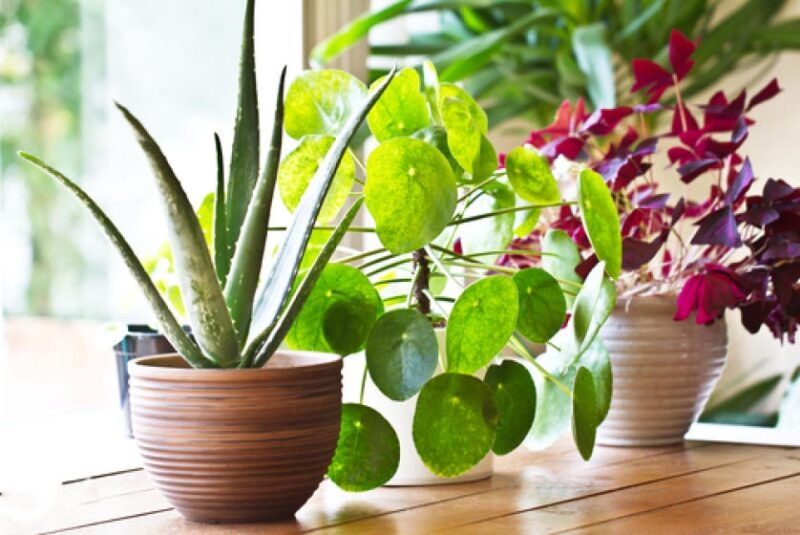 How to Care for Indoor Plants