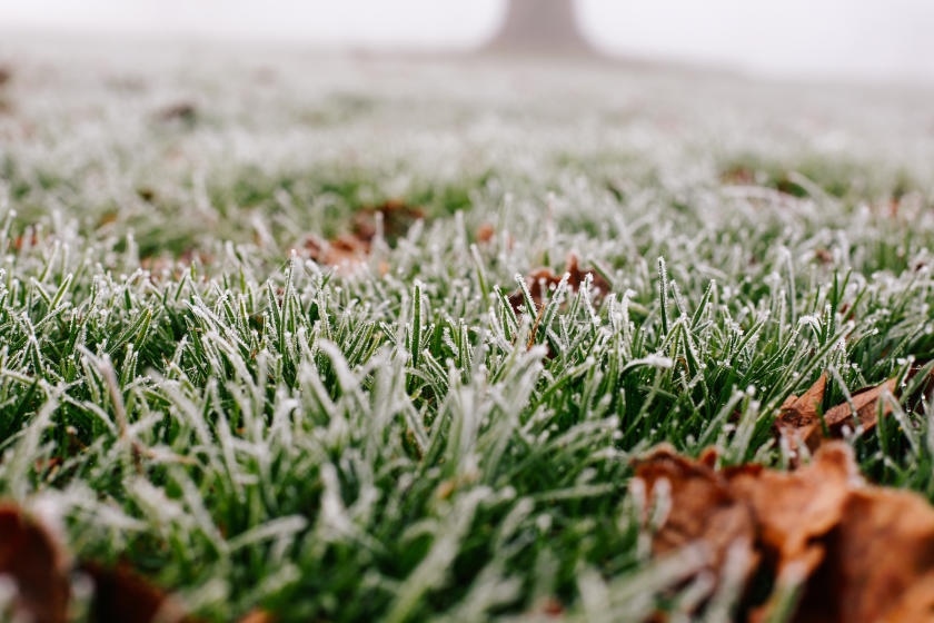 How to Reseed Your Lawn