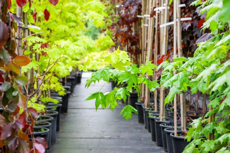 How to Plant a Tree