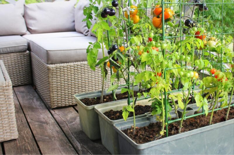 How to Grow a Vertical Vegetable Garden