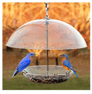 Dome Top Seed & Bluebird Feeder, 11-3/4 Inch