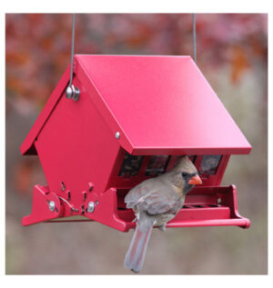 Absolute II Squirrel-Proof Hopper Bird Feeder, Mini, Holds 4 Lbs.